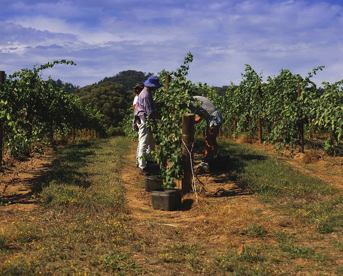 Grape-picking in vineyards of Rosemount Winery, Mudgee, NSW