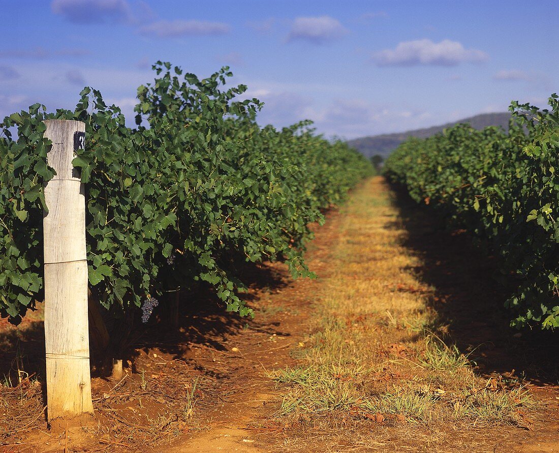 Rebzeilen im Weinberg von Weingut Rosemount, Mudgee, NSW