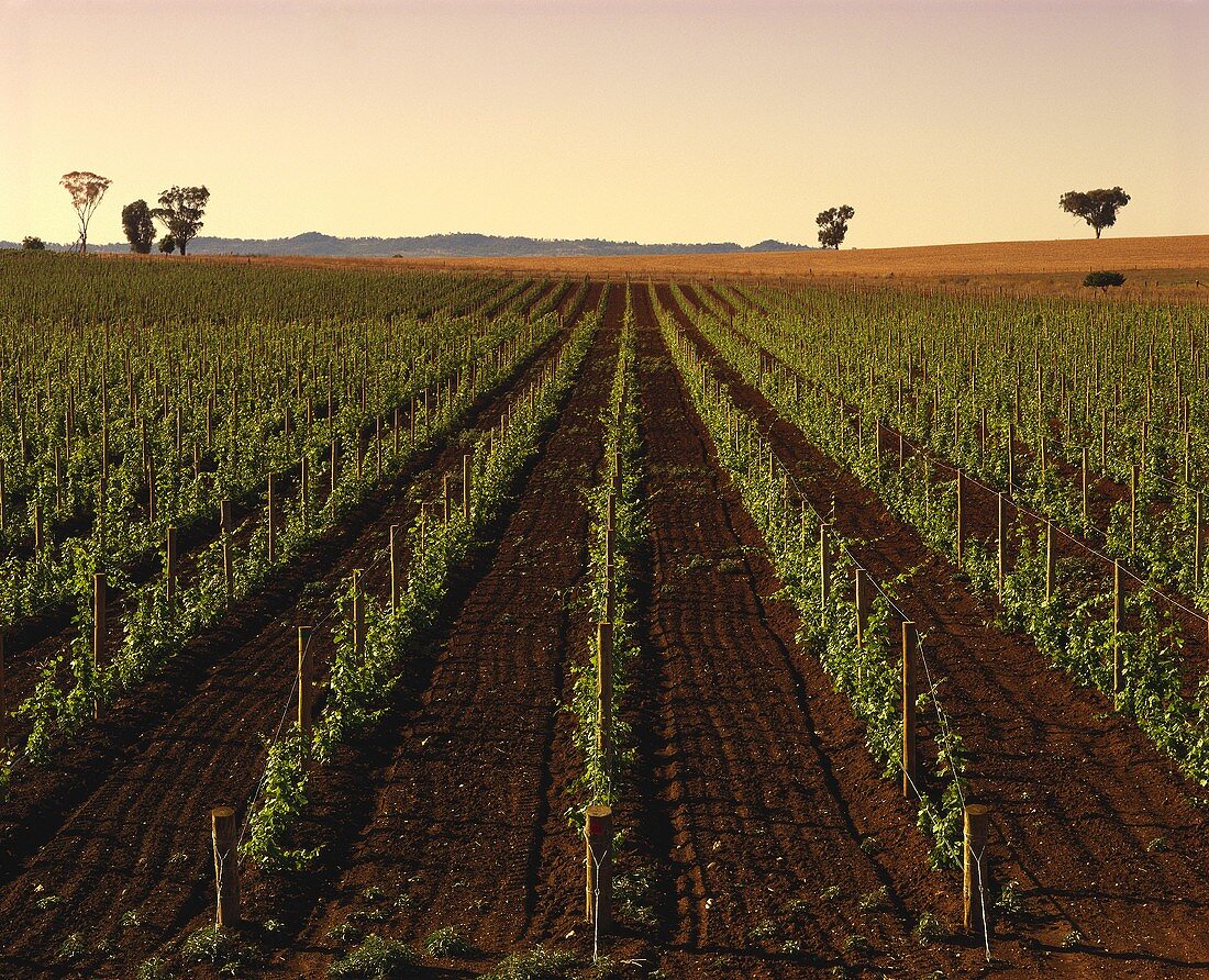 Neuer Weinberg, Cumbandry, Rosemount Weingut, Mudgee, NSW