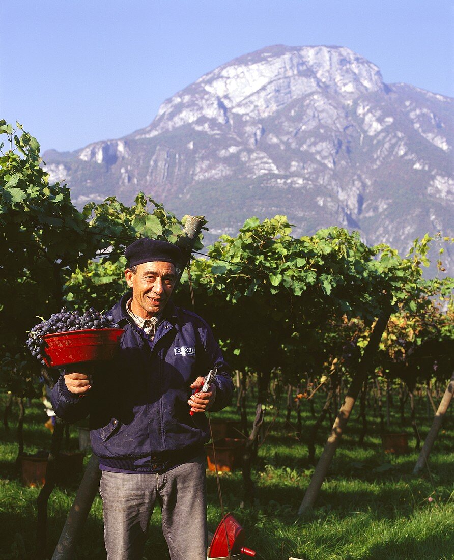Grape-pickers in vineyard in Trentino, Italy