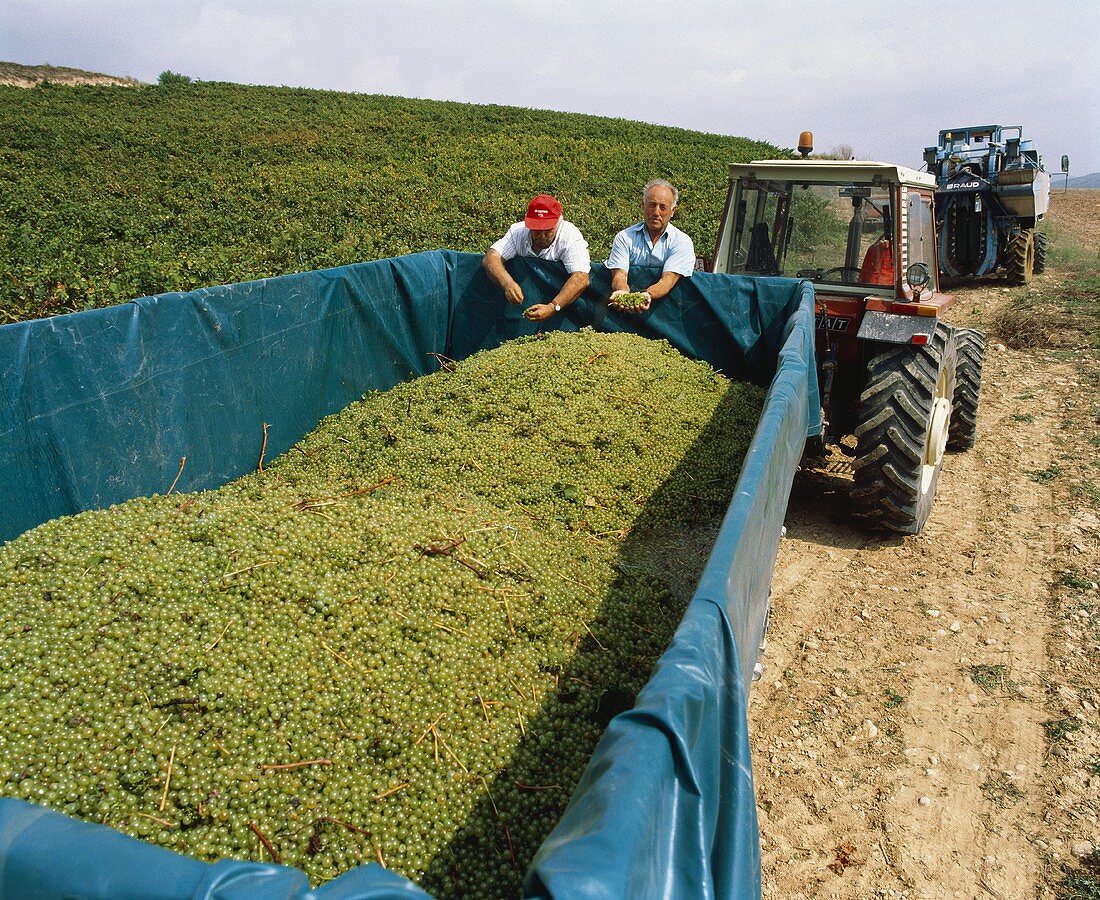 Chardonnay-Weintrauben im Anhänger , Bodega Nekeas, Navarra