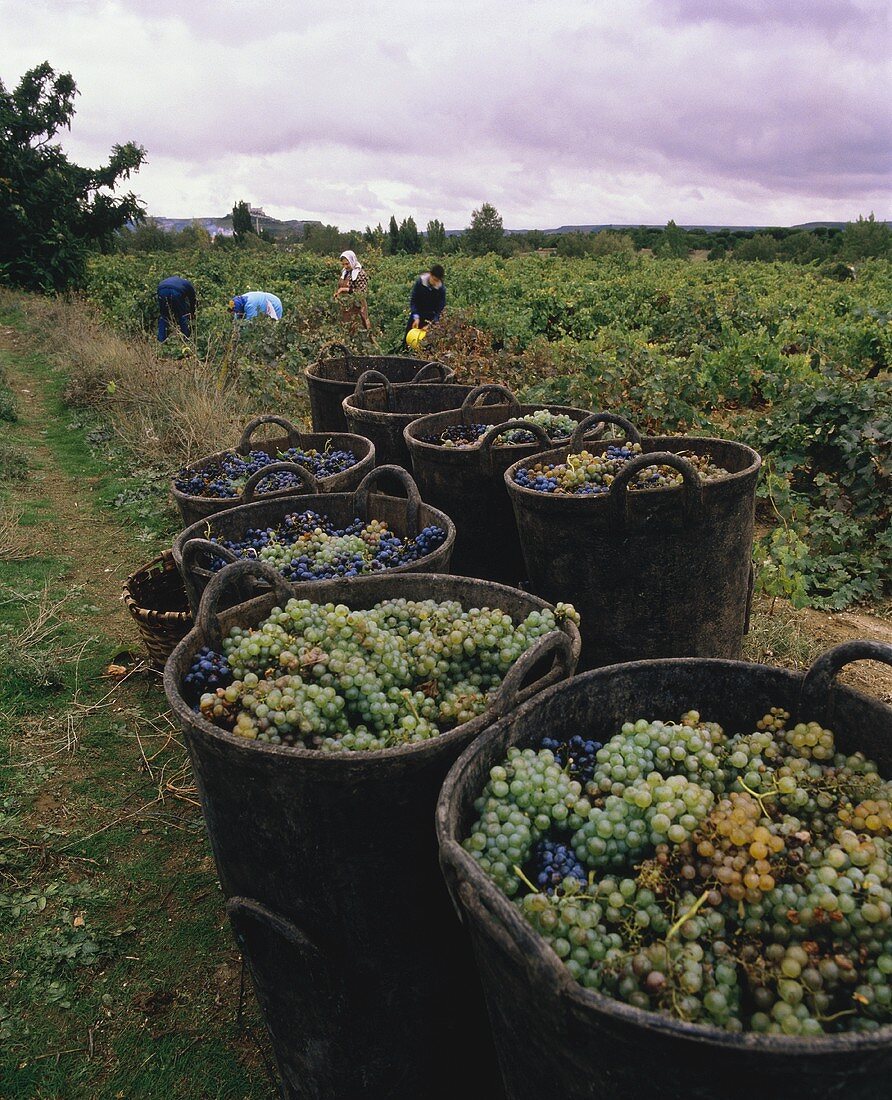 Weintrauben in Körben, Penafiel, Castilla-Leon, Spanien