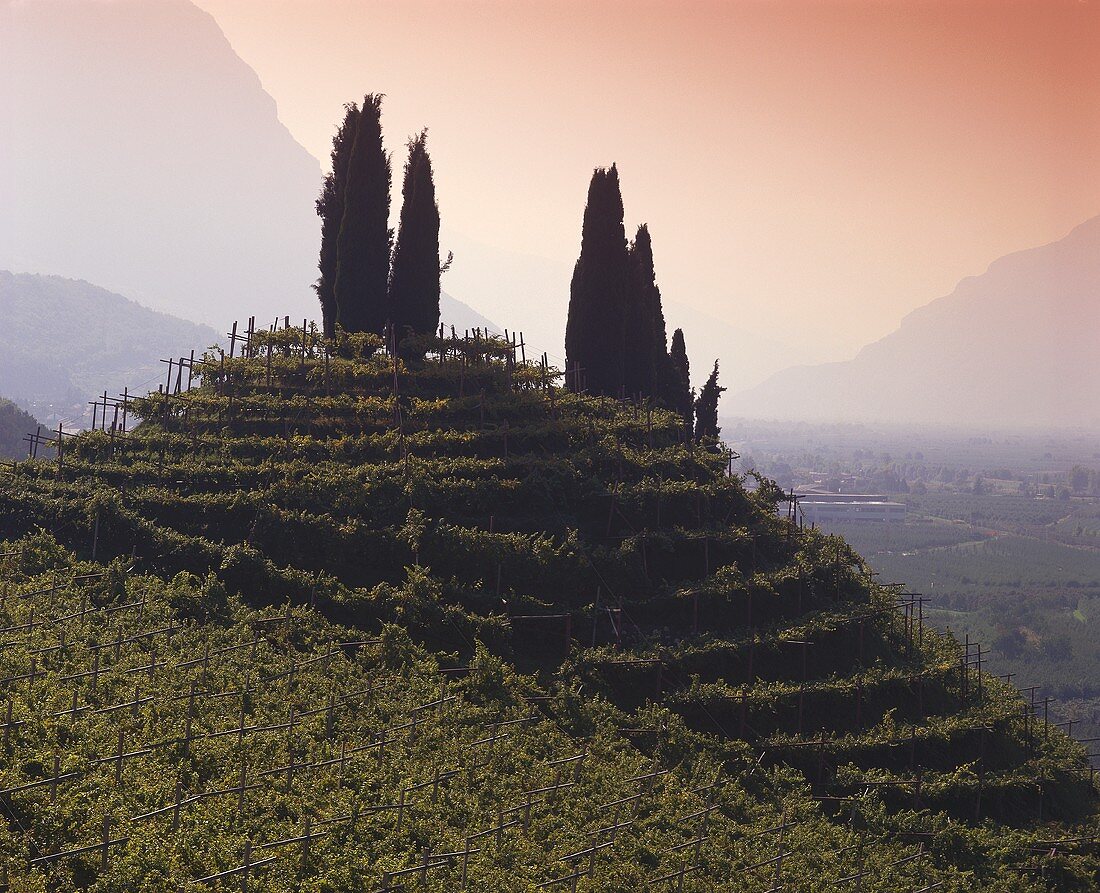 Weinberg mit Zypressen, Trentino, Italien