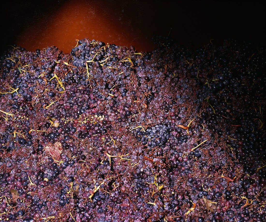 Rotweintrauben im Gärtank, Domaine de Terre Ferme, Frankreich