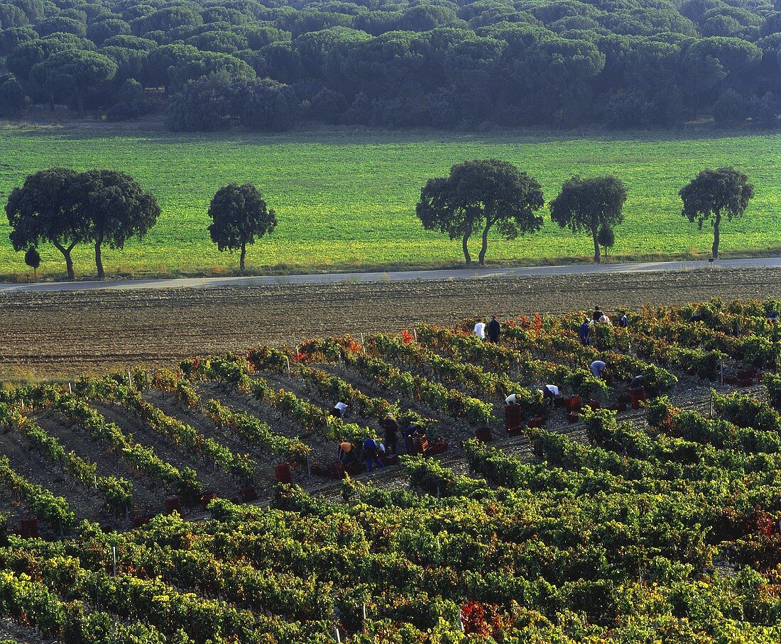 Lese in den Hängen der Hacienda Monasterio, Ribera del Duero