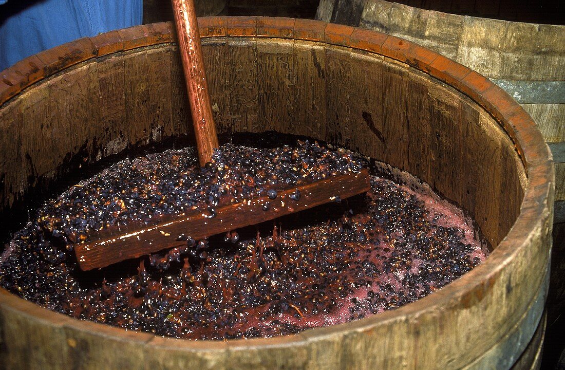 Nebbiolo-Weintrauben fermentieren im Holzbehälter, Piemont