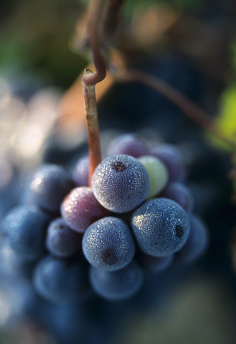 Cabernet Franc grapes covered in dew