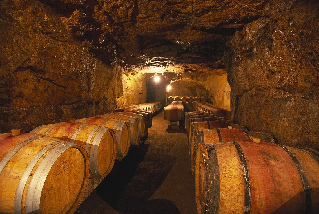Wine cellar of Clos Rougeard, Saumur-Champigny, France