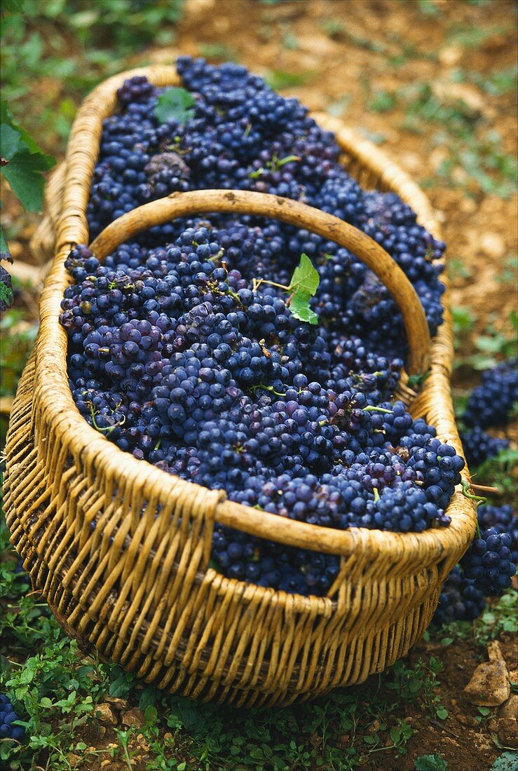 Korb gefüllt mit Pinot-Noir-Weintrauben, Burgund, Frankreich