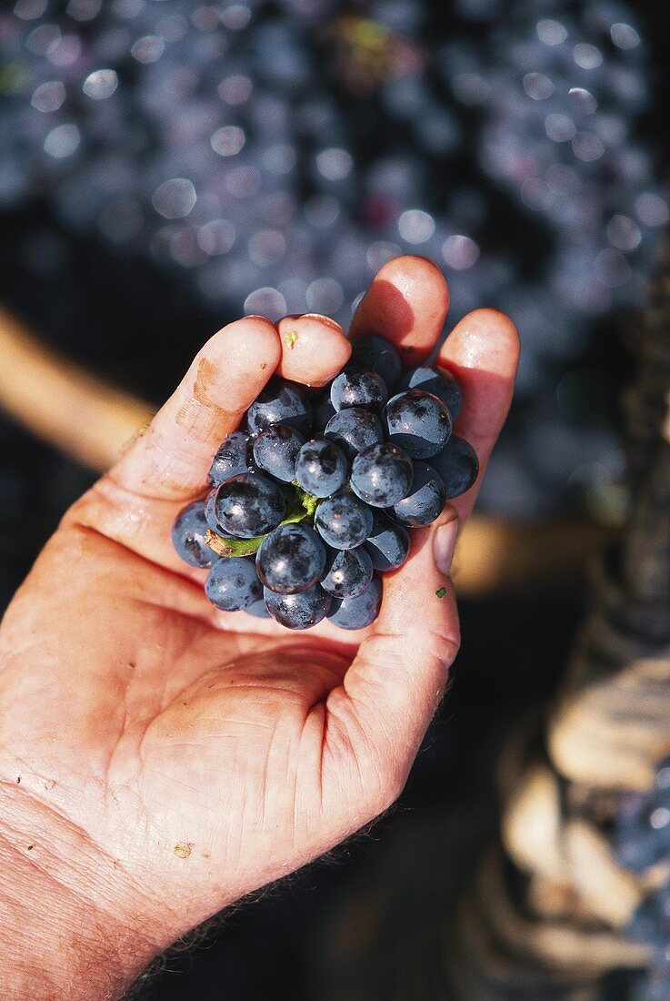 Hand prüft Qualität von Pinot Noir-Weintrauben, Burgund