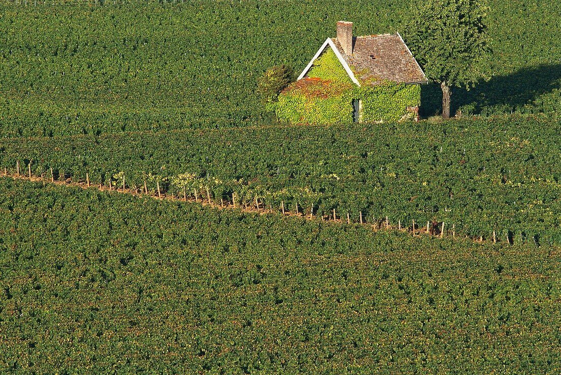 Kleines Häuschen umgeben von Weinbergen, Burgund, Frankreich