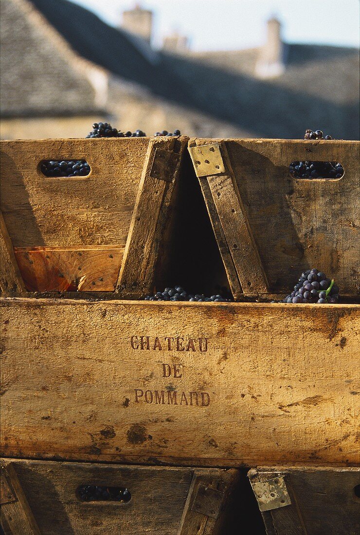 Pinot Noir-Weintrauben in Kisten, Château de Pommard, Burgund