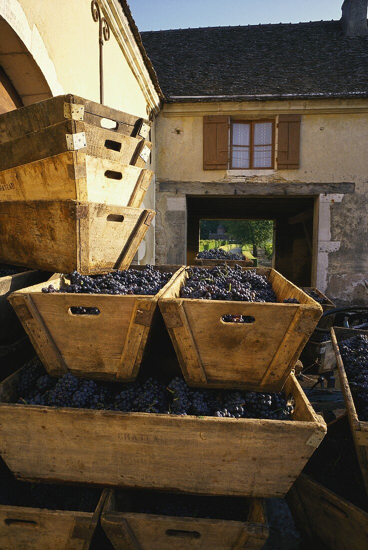 Red wine grapes in wooden troughs in Chateau Pommard courtyard