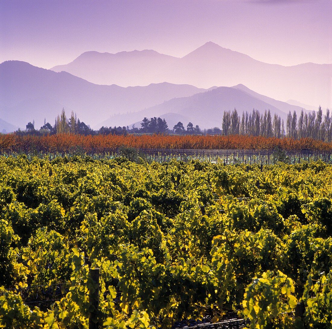 Weinberg vom Weingut Shingle Peak, Wairau River, Marlborough