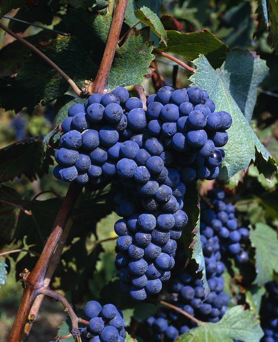 Dolcetto-Weintrauben an der Rebe, Piemonte, Italien