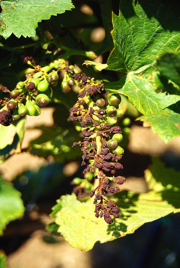 The great heat causes dry grapes, California