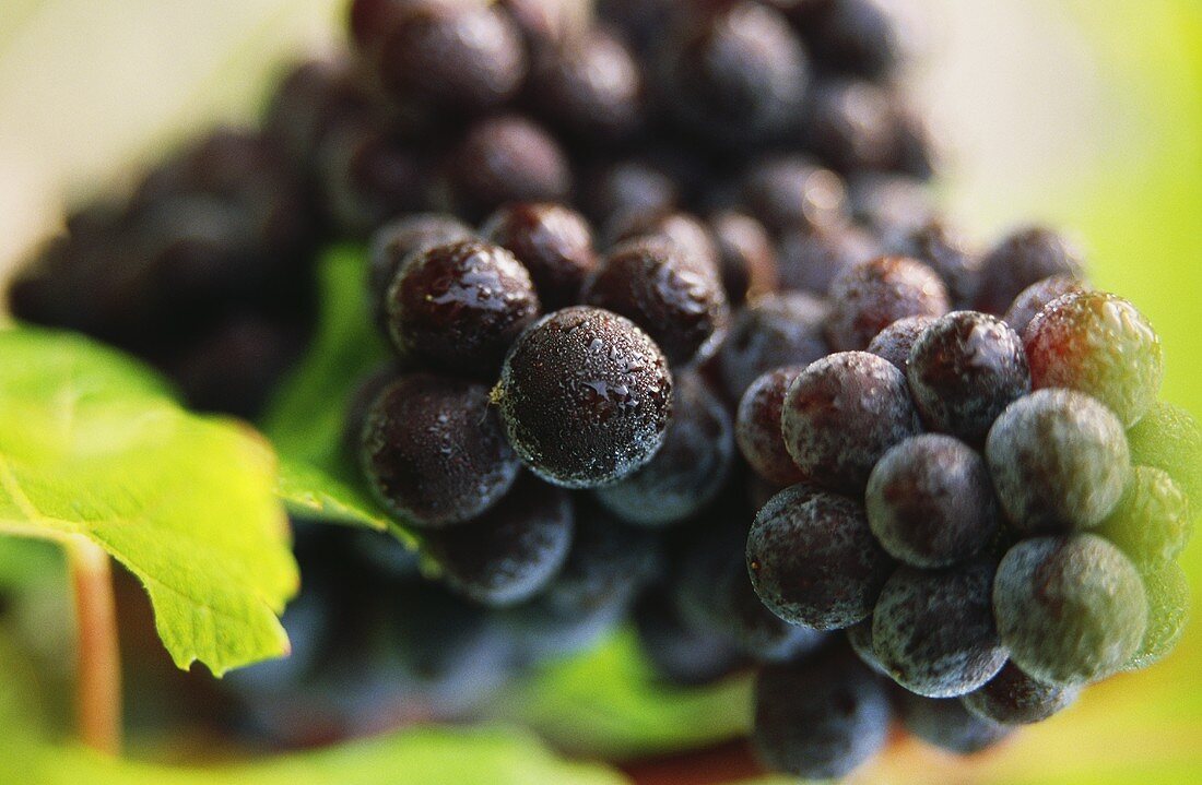 Pinot noir grapes on the vine, Dom Perignon, Champagne