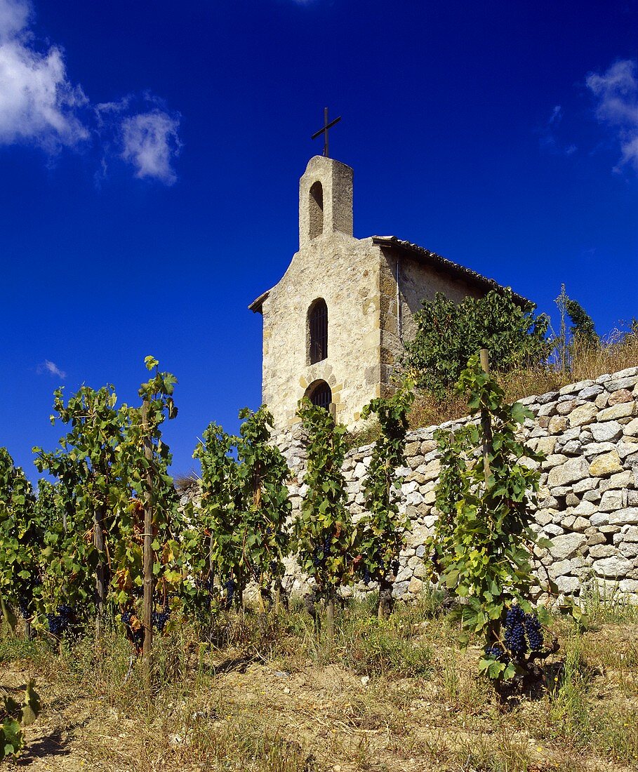 Syrah-Weinberg mit Kapelle von Chapoutier, Hermitage, Rhone
