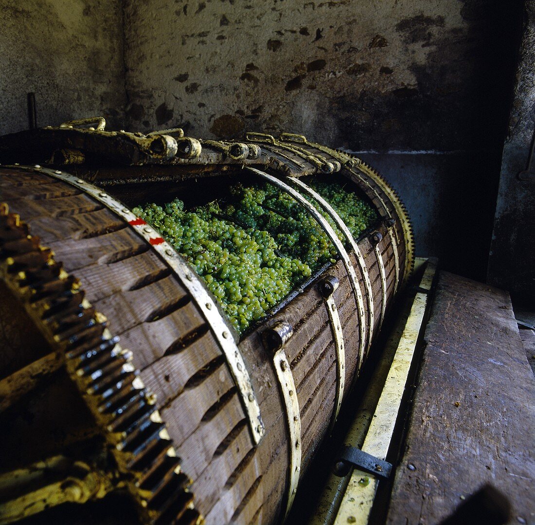 Muscadet-Trauben in der Weinpresse,Clisson,Loire,Frankreich