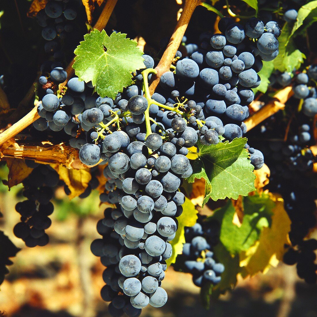 Cabernet-Sauvignon grapes in Maipo Valley in Chile