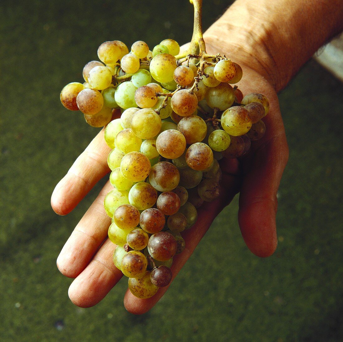 Häufig in Chile, Weintrauben der Sorte Torrontes auf Hand