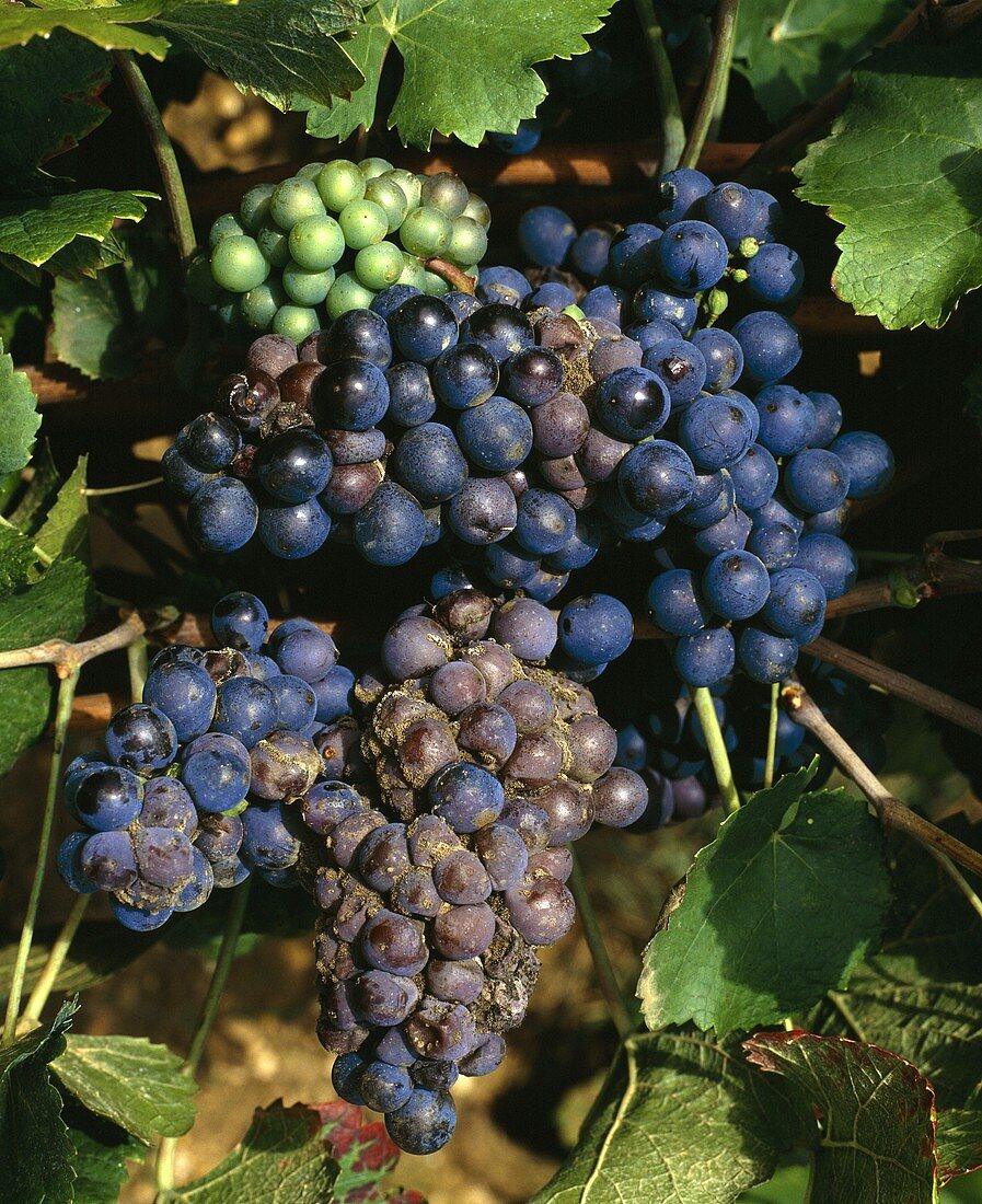 Fäule durch Regen an Pinot Noir Trauben (Bourgogne)