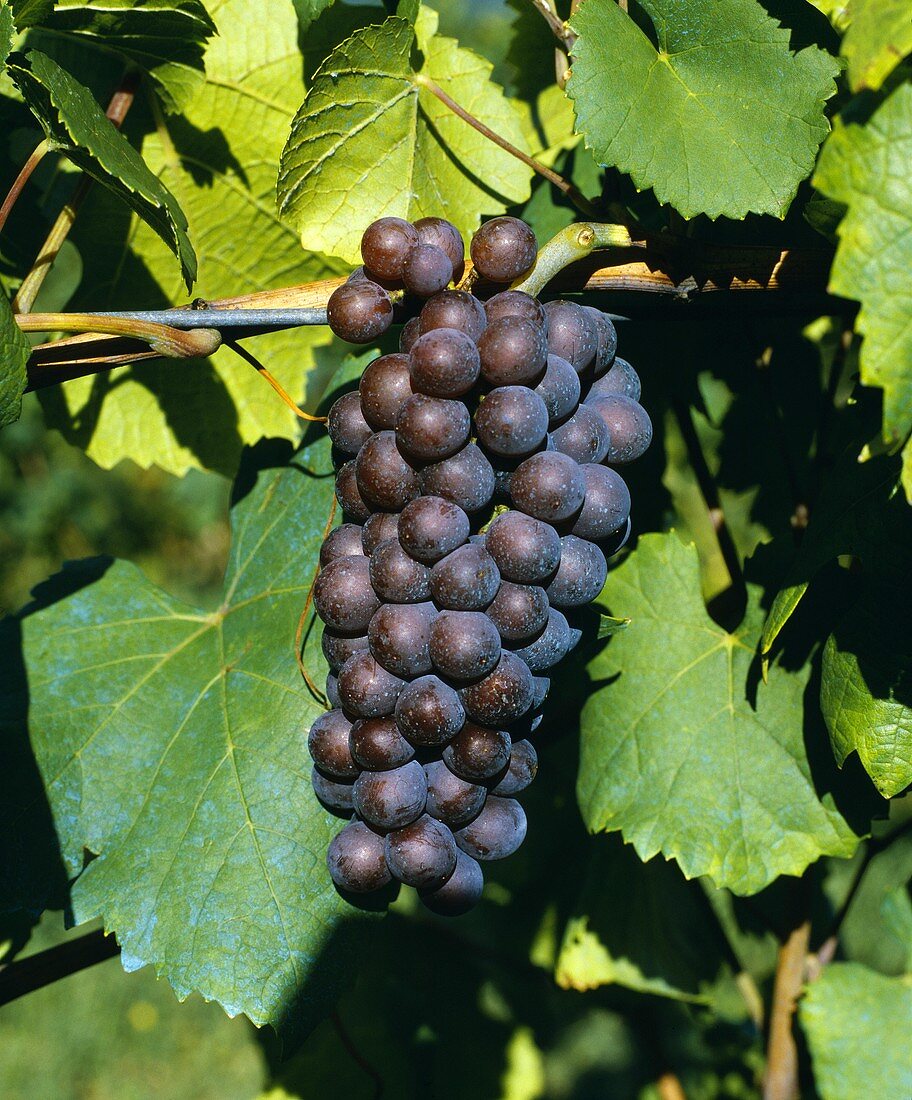 Pinot Gris-Trauben, auch bekannt als Pinot Grigio oder Tokay