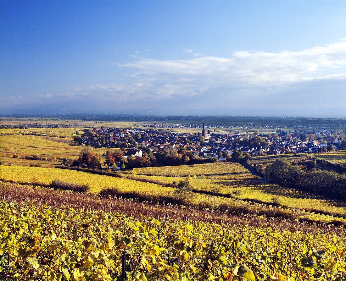 Herbstliche Riesling-Weinberge umschliessen Deidesheim, Pfalz