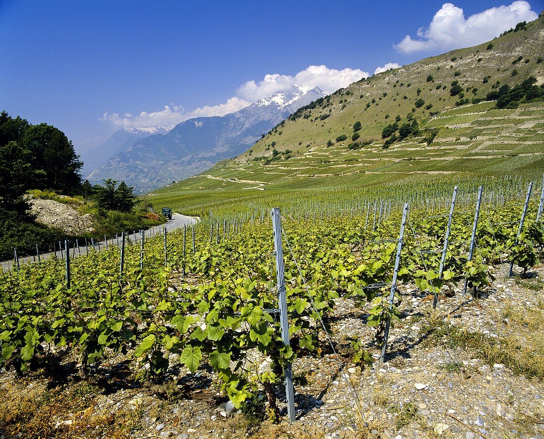 Weinberge oberhalb von Sion, Wallis, Schweiz