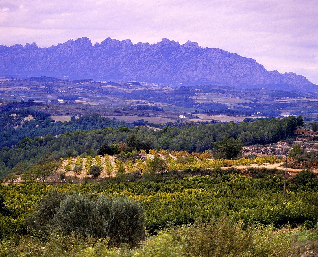 Weinberge im Süden von Sant Sadurni d'Anoia, Penedes, Spanien
