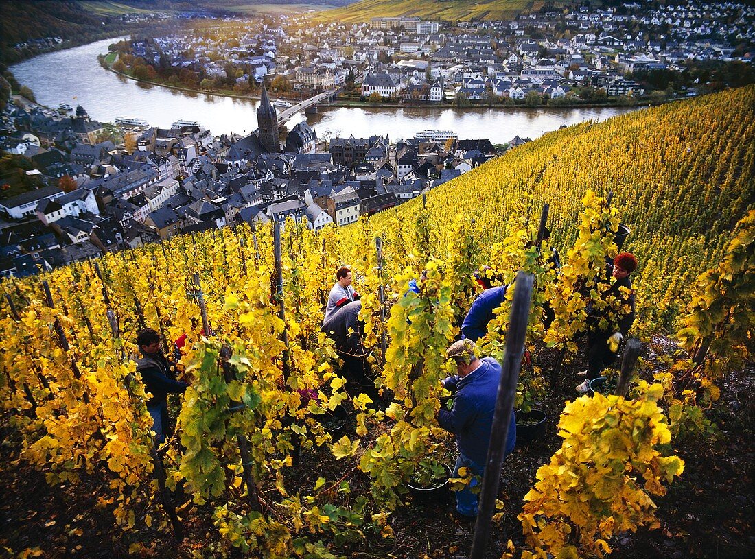 Lese von Riesling-Trauben für das Weingut Wegeler, Mosel