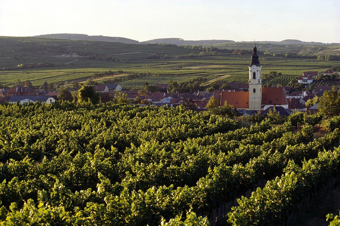 Weinberge bei Langenlois im Kamptal, Niederösterreich
