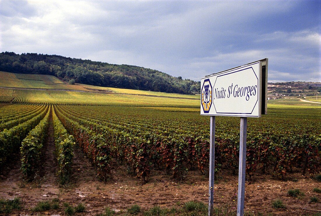 Strassenschild an der N74 (Strasse),Nuits-St-Georges,Burgund