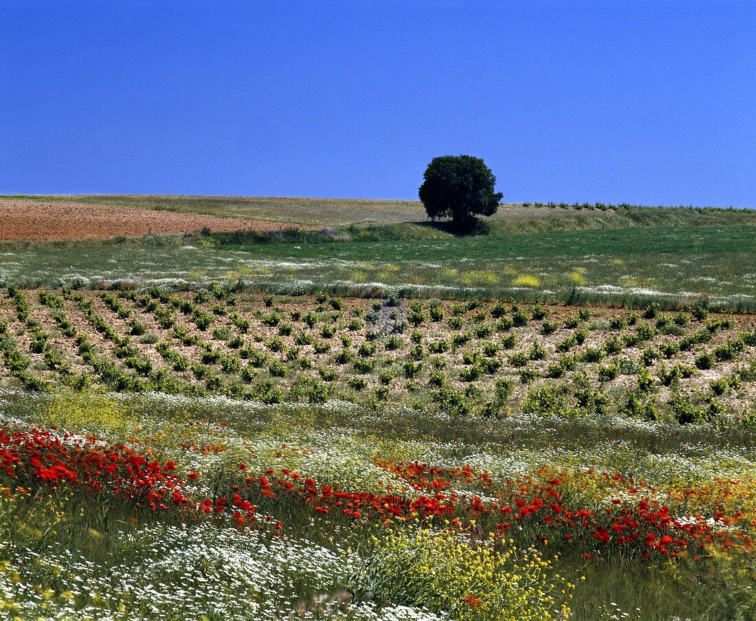 Frühlingsblumen entlang eines Weinberges, Valladolid, Rueda