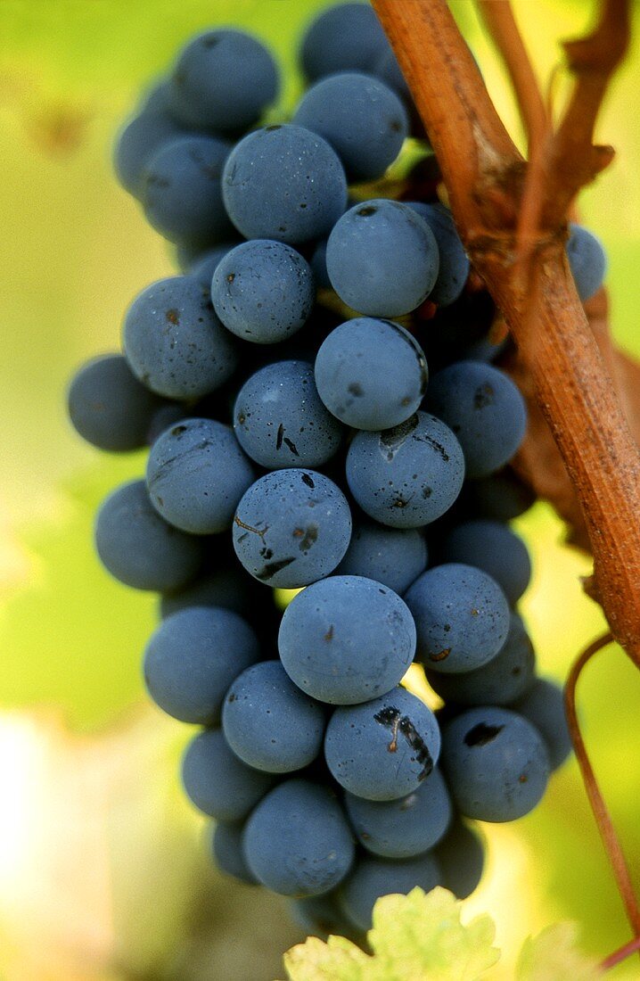 Ripe Cabernet-Sauvignon grapes on the vine