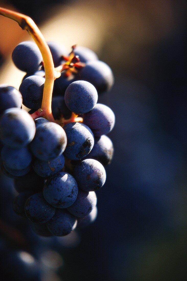 Cabernet-Franc-Traube am Rebstock(auch Bouchet, Breton)