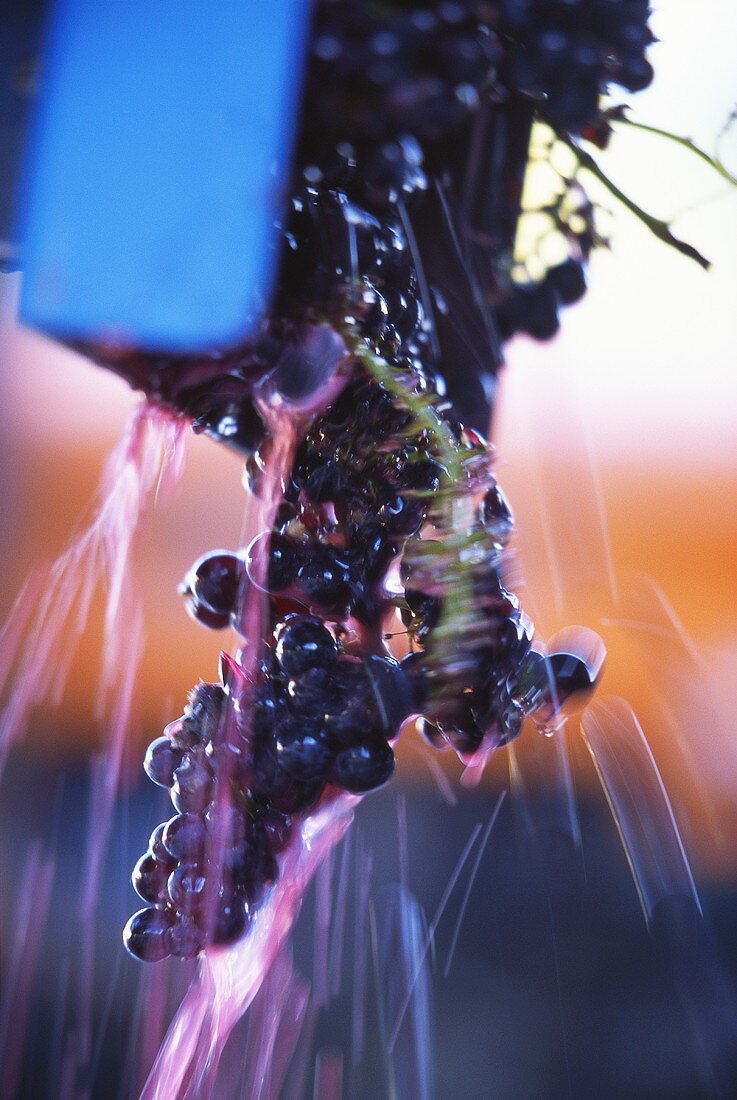 Pressing grapes for red wine