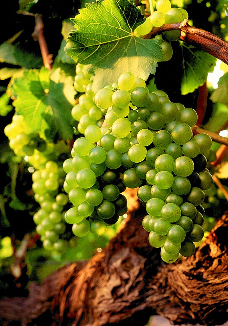 Chenin-Blanc-Trauben am Rebstock, vielfältige weiße Rebsorte