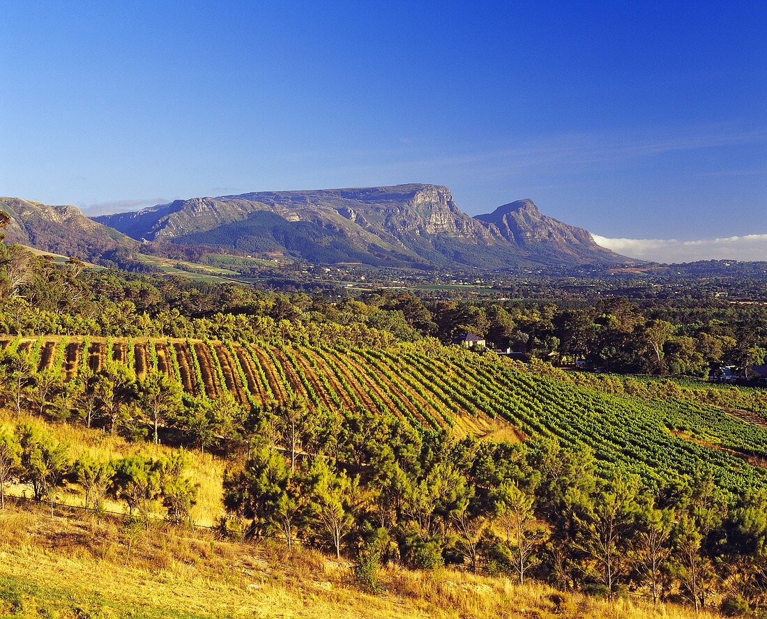 Steenberg älteste Wein-Farm in Constantia, Südafrika