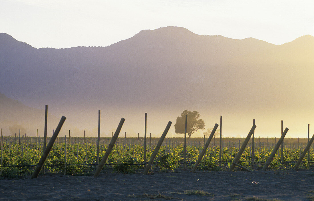 Wine producing region in Casablanca Valley, Chile
