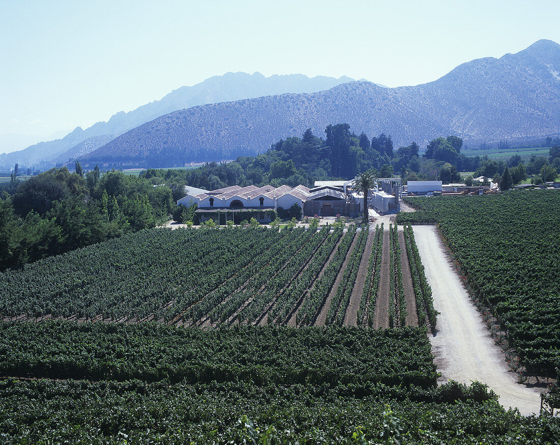 Weinanbau Errazuriz-Panquehue, Aconcaguatal, Chile