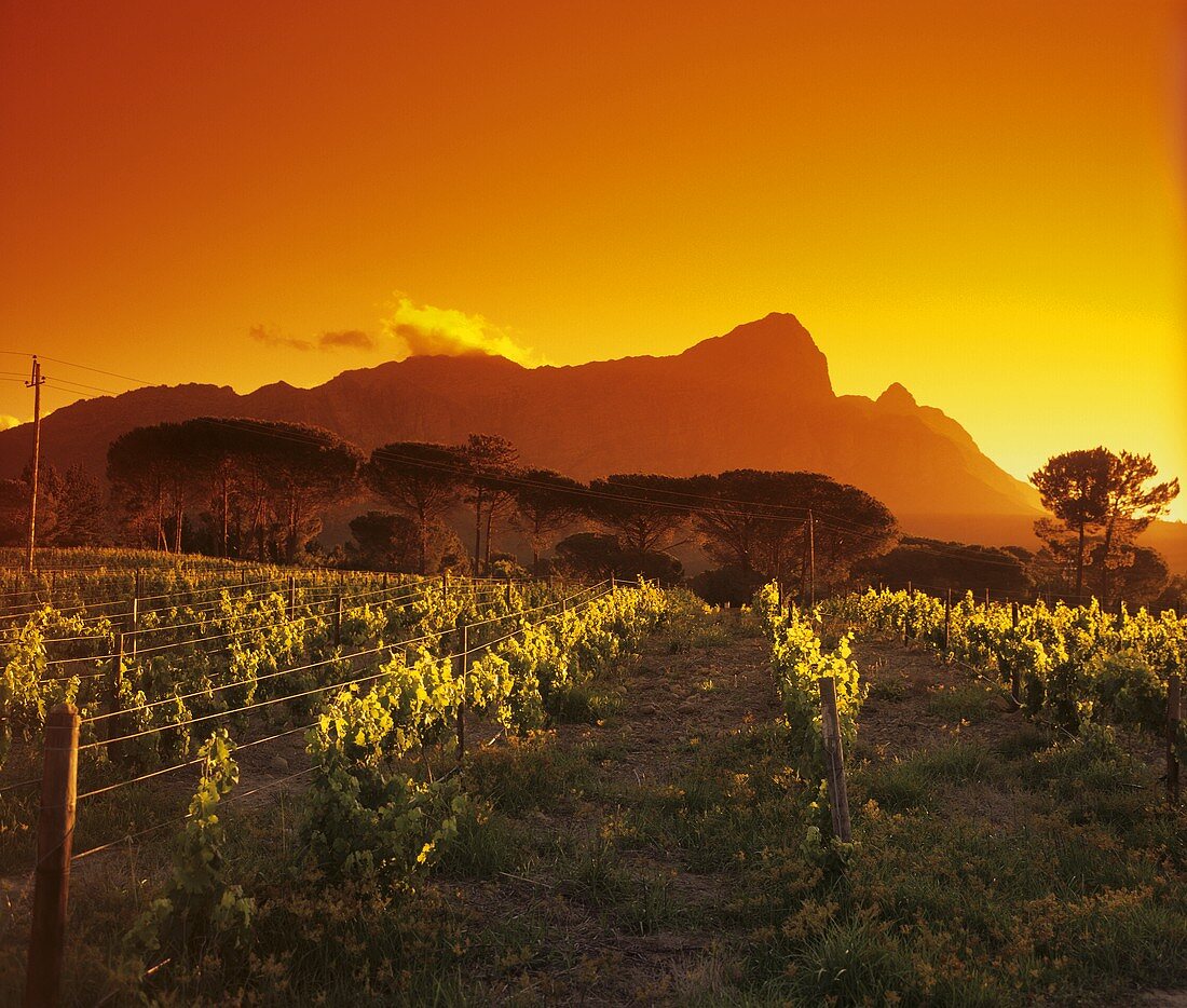 Bellingham Vineyard, Drakenstein Valley, Franschhoek, S. Africa