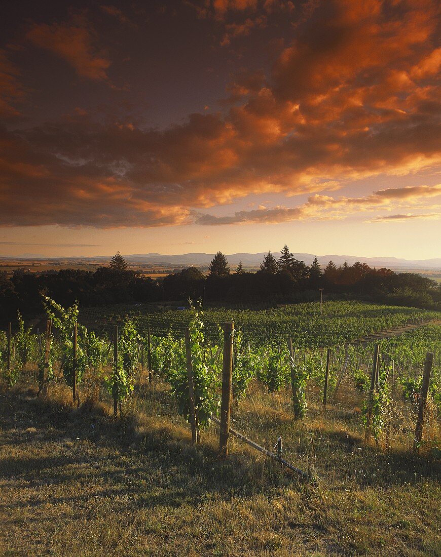 Amity vineyard under dramatic sky, Oregon, USA