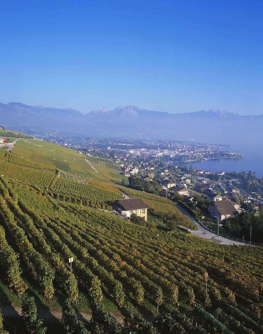 Blick über Weinberge auf den Genfer See, Schweiz