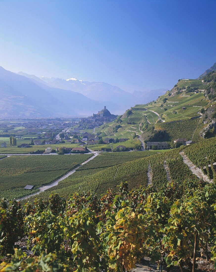 Blick über Weinberge auf Saillon im Kanton Wallis, Schweiz
