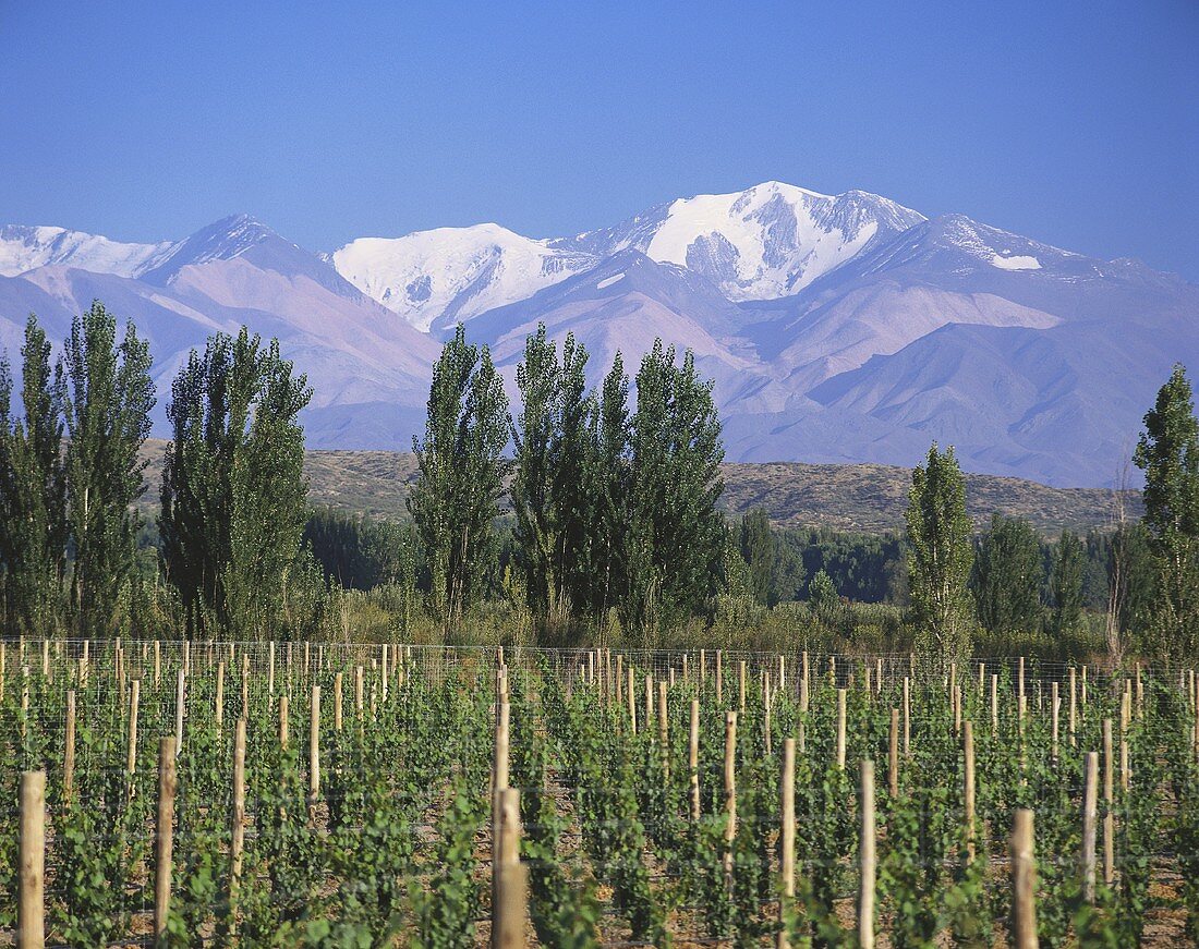 Weinberg der Bodegas Chandon, Tupungato, Mendoza, Argentinien