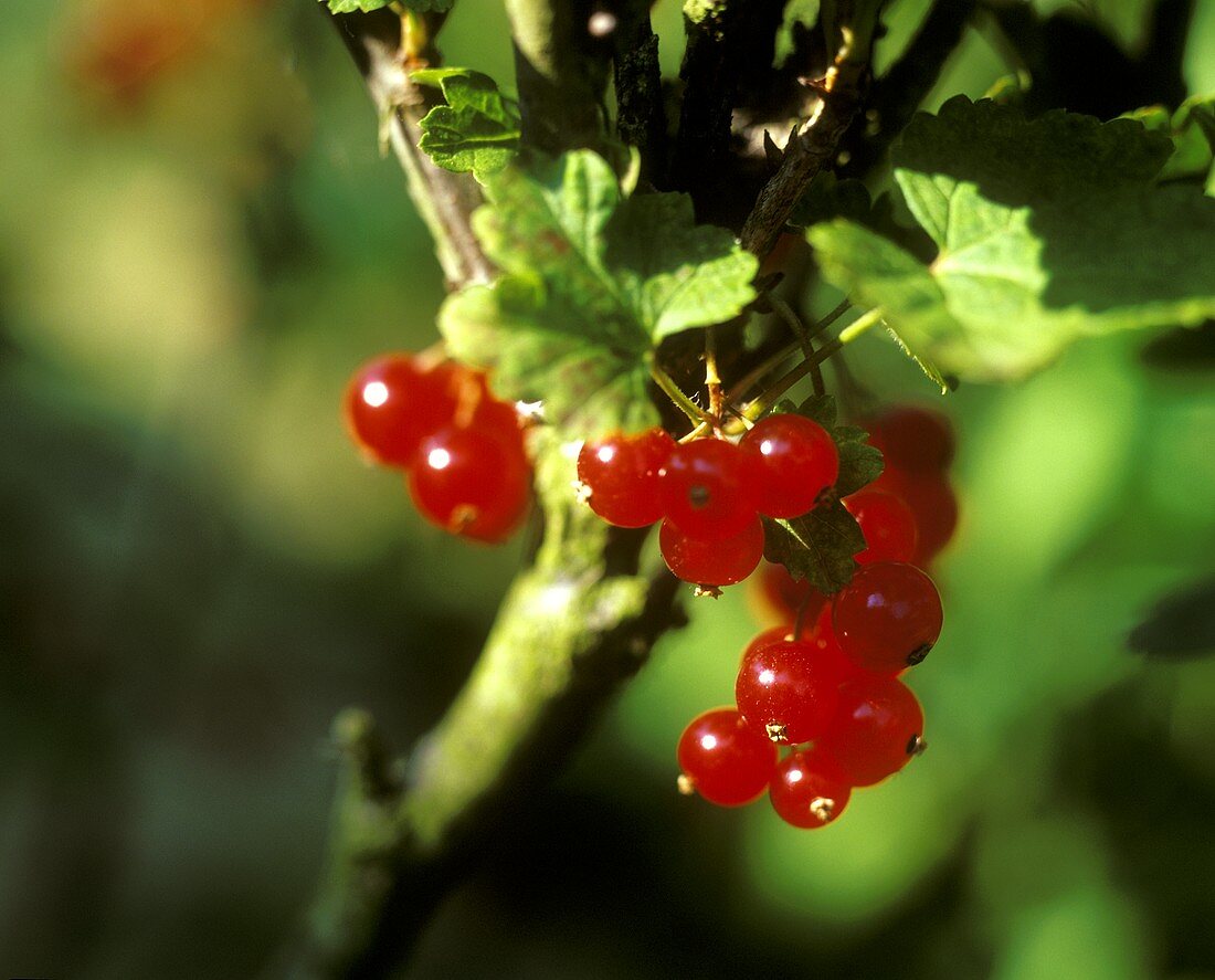 Redcurrants on branch