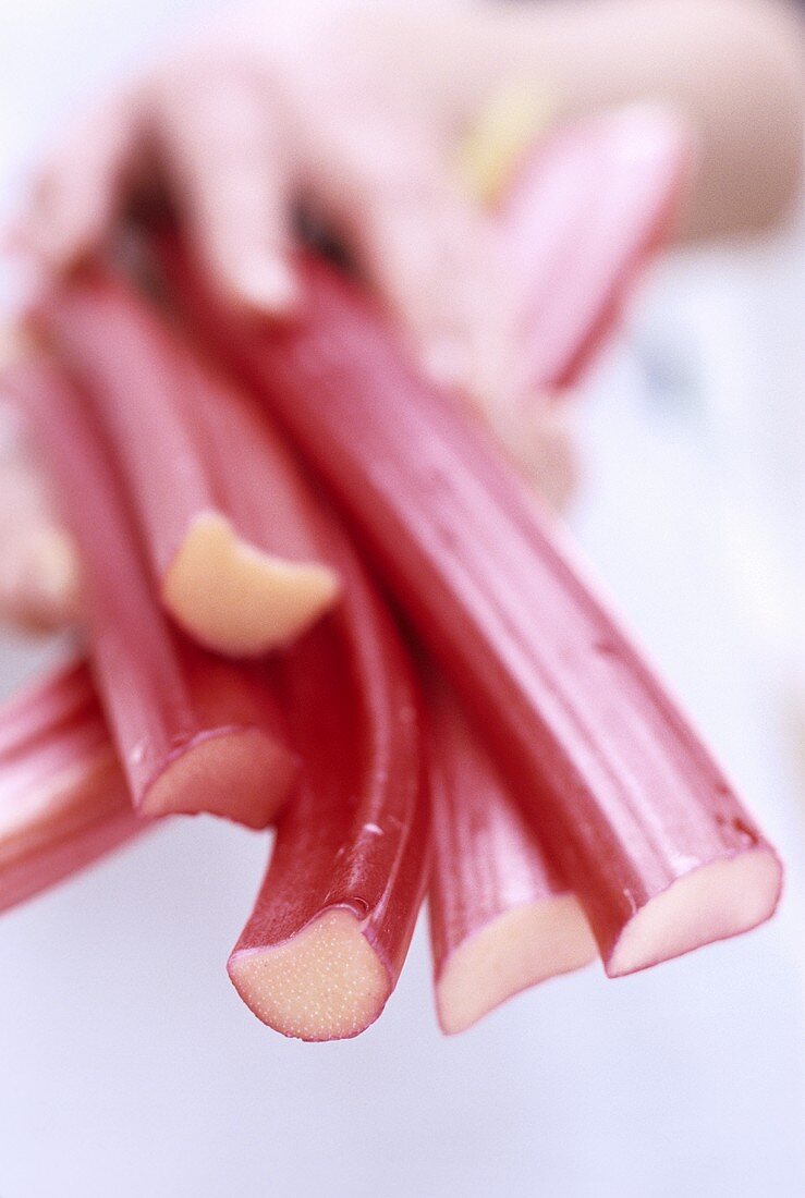 Hand holding sticks of rhubarb