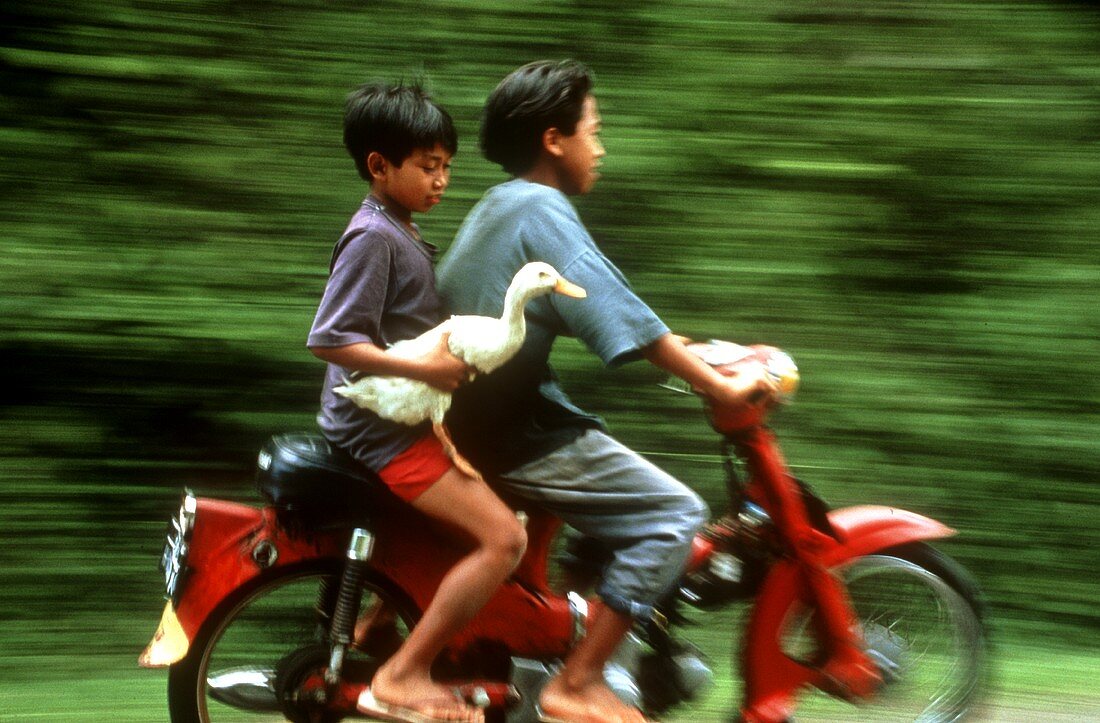 Zwei junge Thailänder mit einer Gans unterm Arm auf Moped