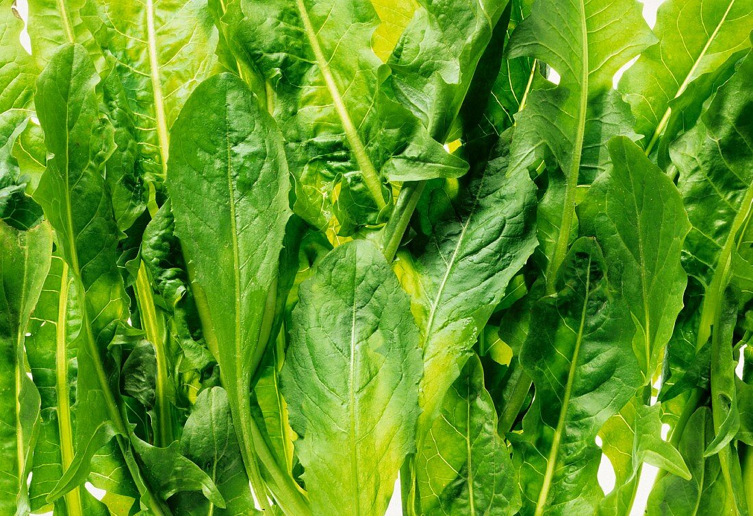 Dandelion leaves (filling the picture)